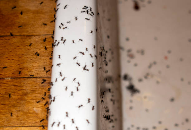 Best Emergency Pest Control  in Seneca, IL