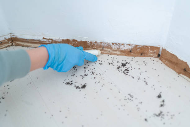 Best Affordable Pest Control Services  in Seneca, IL
